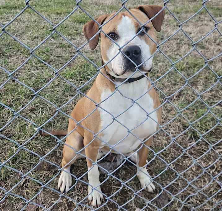 Photo of Peanut