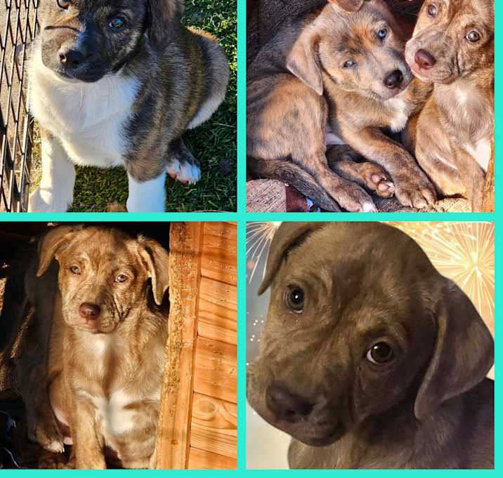 Photo of Roxy, Nugget, Blue, Bear, Aizi