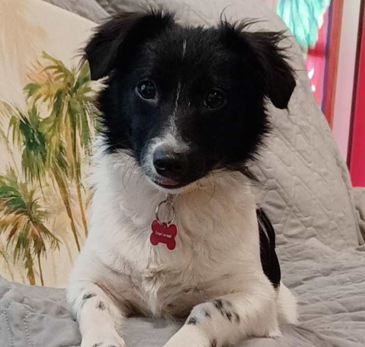 Photo of Rocky