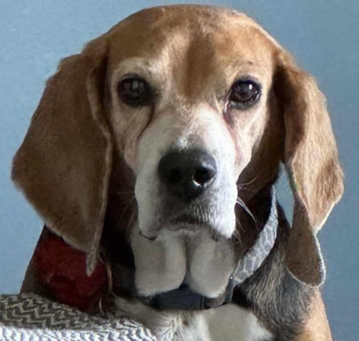 Photo of Sudie *Adopt*