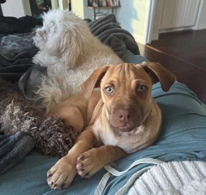Photo of Gunner