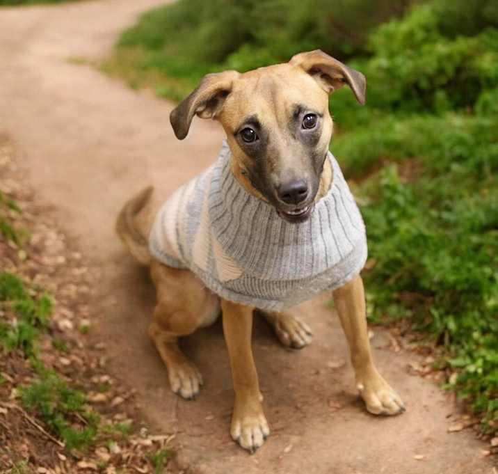 Photo of Juno