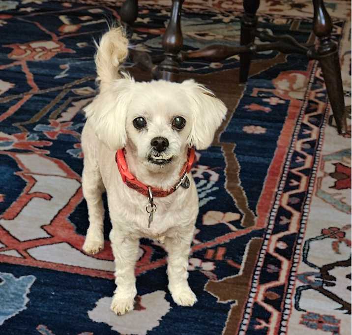 Photo of SAMMY