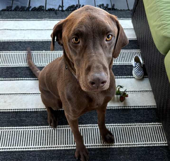 Photo of Whiskey