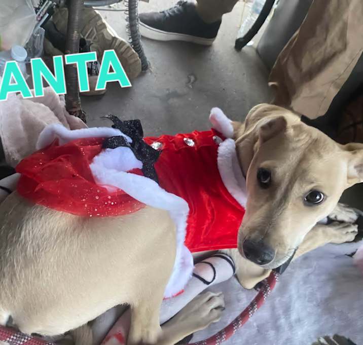 Photo of Santa