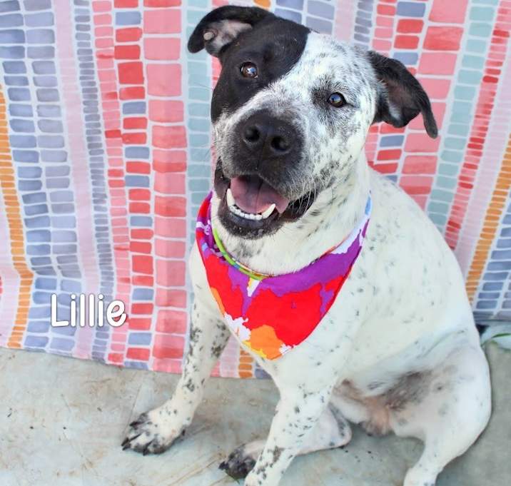 Photo of Lillie