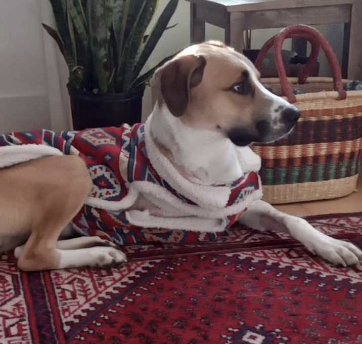 Photo of Milo