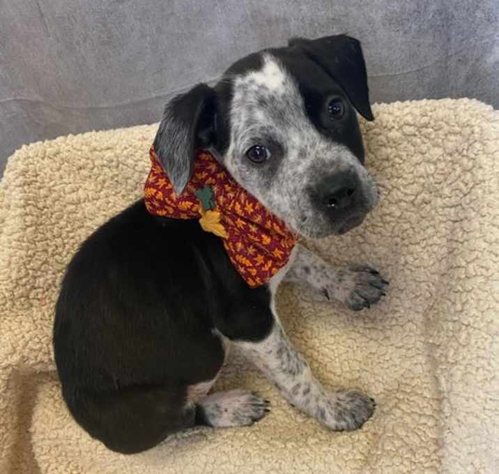 Photo of Oreo Dixon