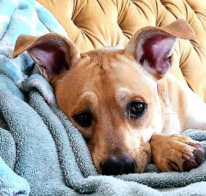 Photo of Penny