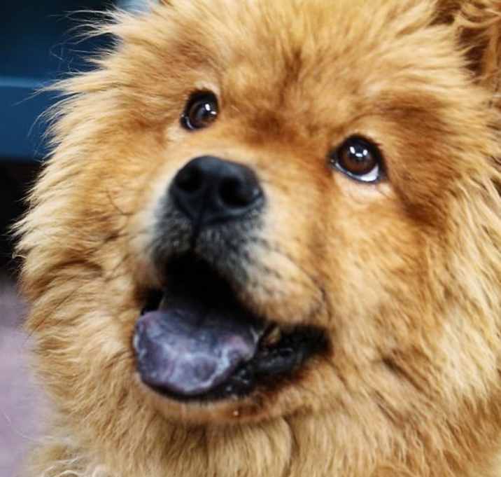 Photo of ADOPTED