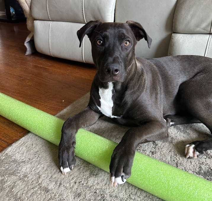 Photo of Kelso The Sweetest Boy