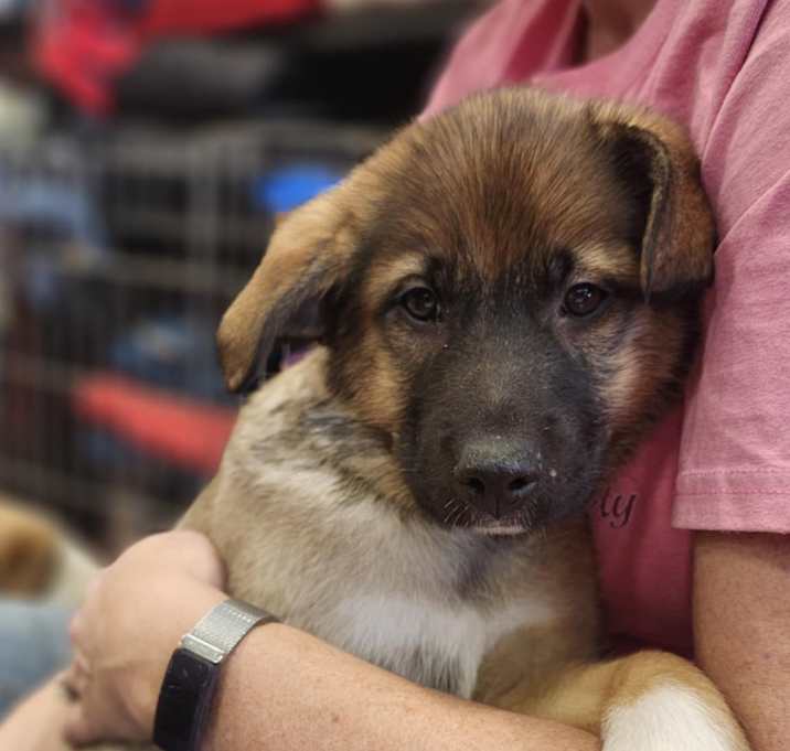 Photo of Kokomo