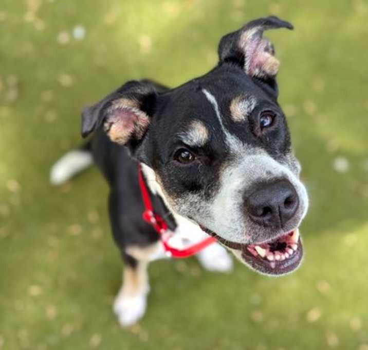 Photo of LADYBUG