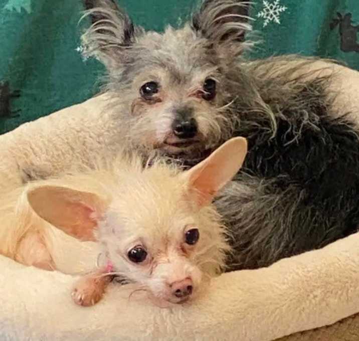 Photo of Mackie & Lollie (Bonded Pair)