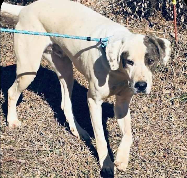 Photo of Rhodie