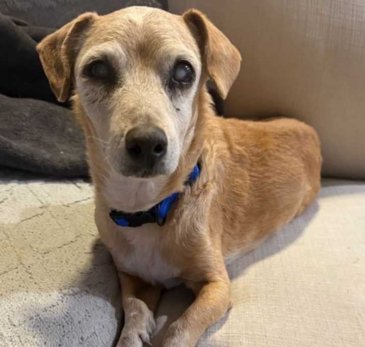 Photo of Dug