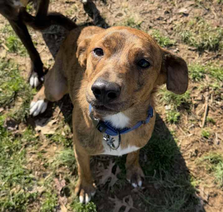 Photo of Cocoa
