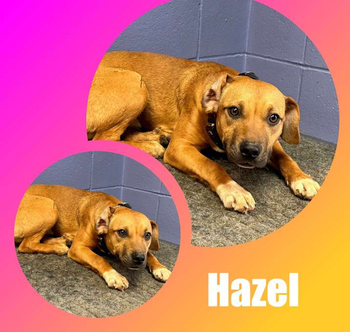 Photo of Hazel
