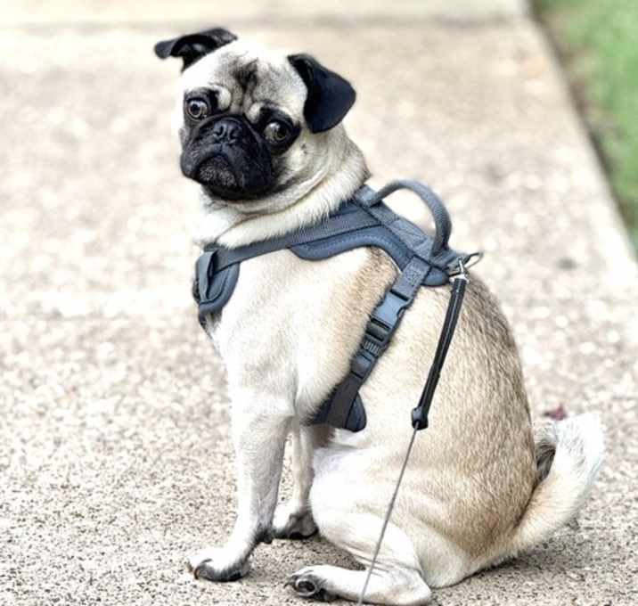Photo of Pugsley