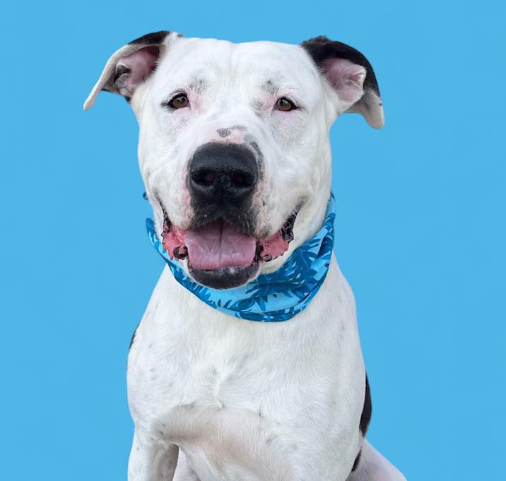 Photo of Rudy Patootie-ADOPT Me!