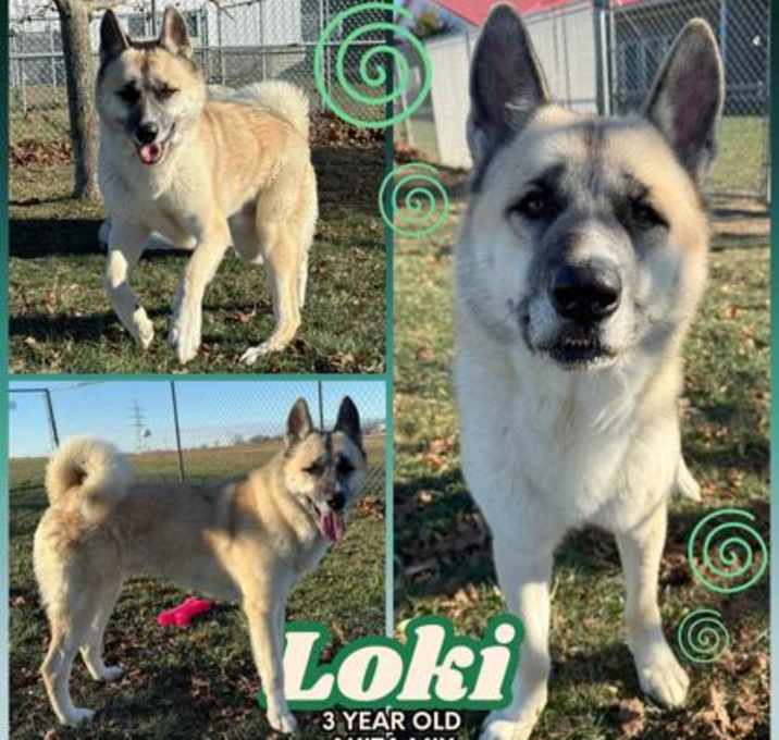 Photo of Loki