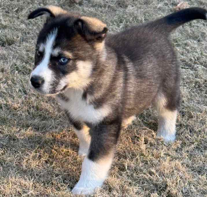 Photo of Maverick