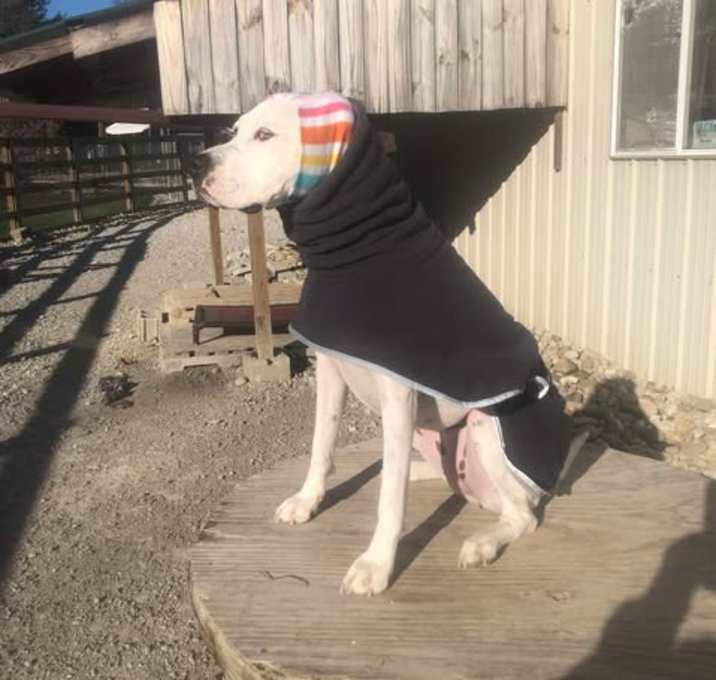 Photo of Ivory (AKA Abby)