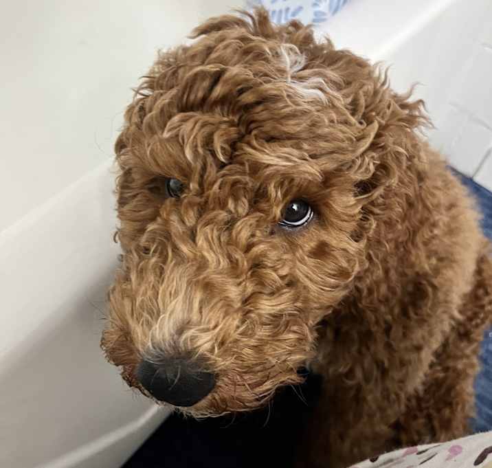 Photo of Toby