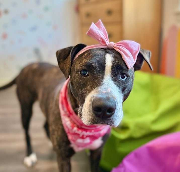 Photo of Lane Boots the Snuggly Couch Dog
