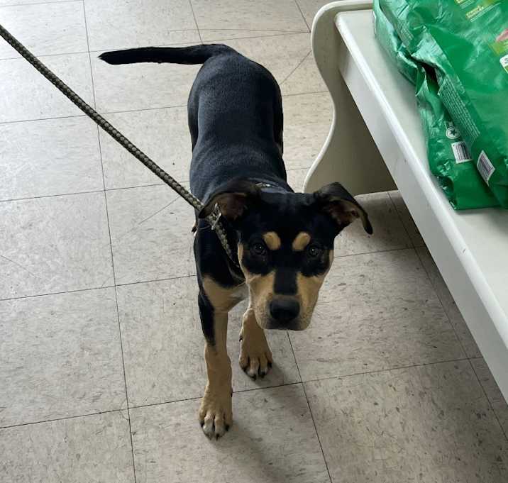 Photo of Hattie - Adoptable