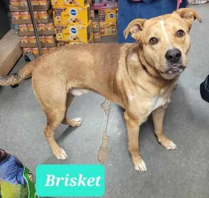 Photo of Brisket-Sponsored