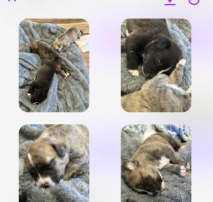 Photo of Puppies