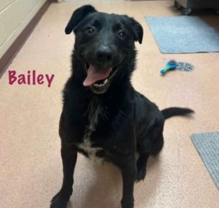 Photo of Bailey