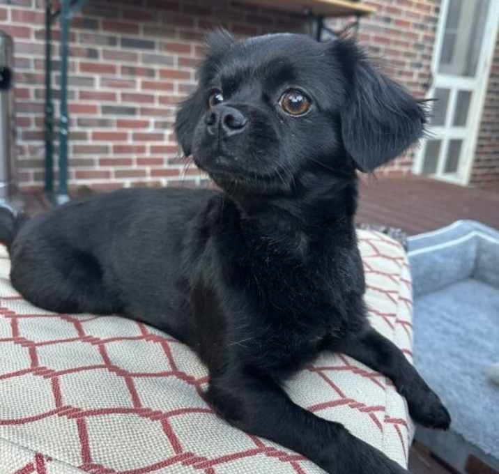 Photo of Shadow