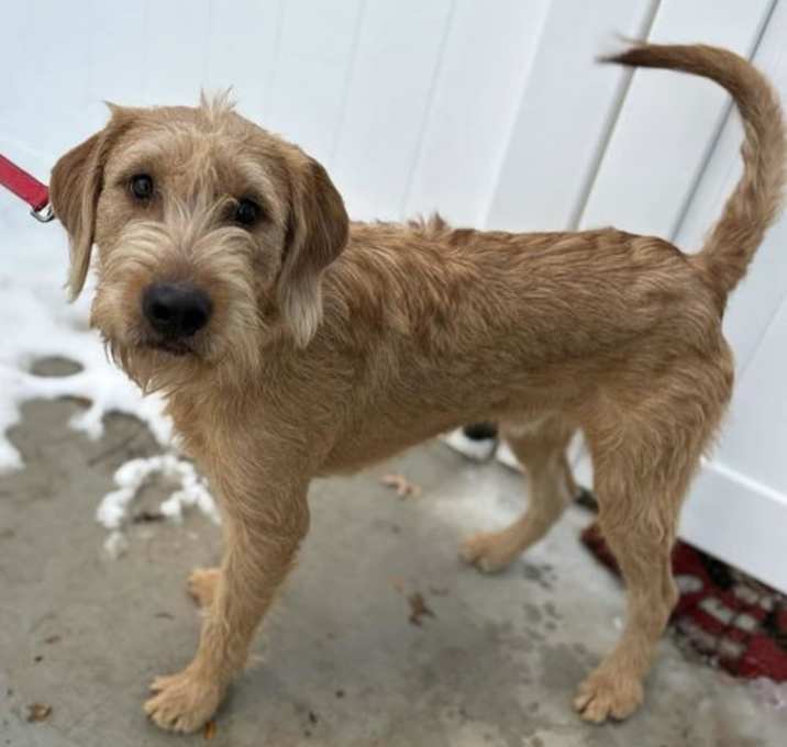 Photo of Ryder