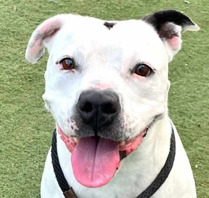Photo of Molly - Adopt Me!