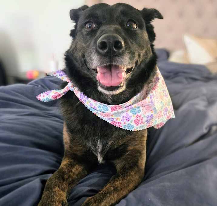 Photo of Sadie 2.0