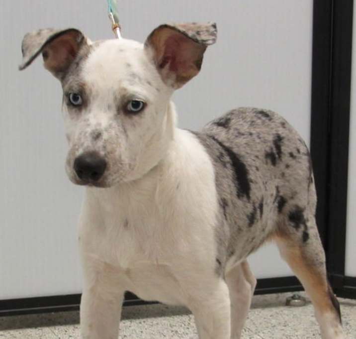 Photo of Chestnut