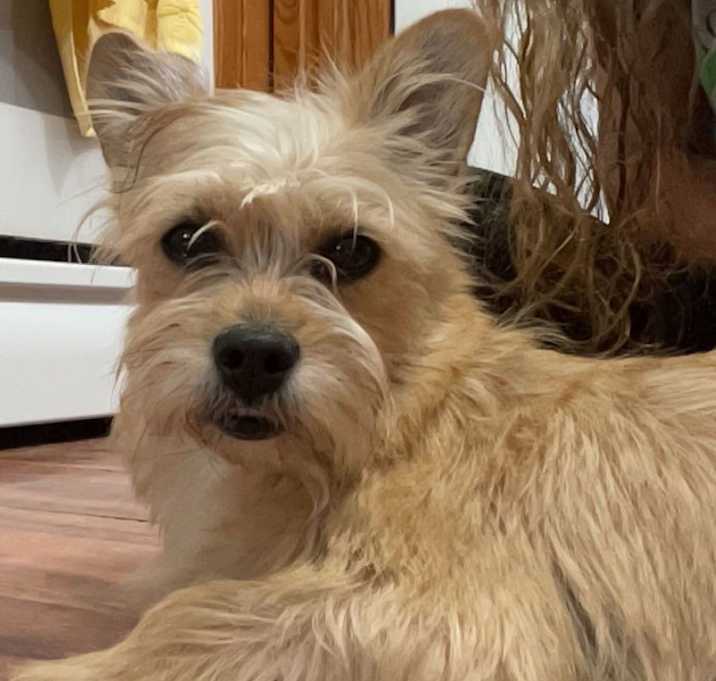 Photo of Gusette (Victoria)