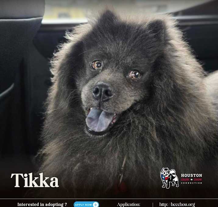Photo of Tikka
