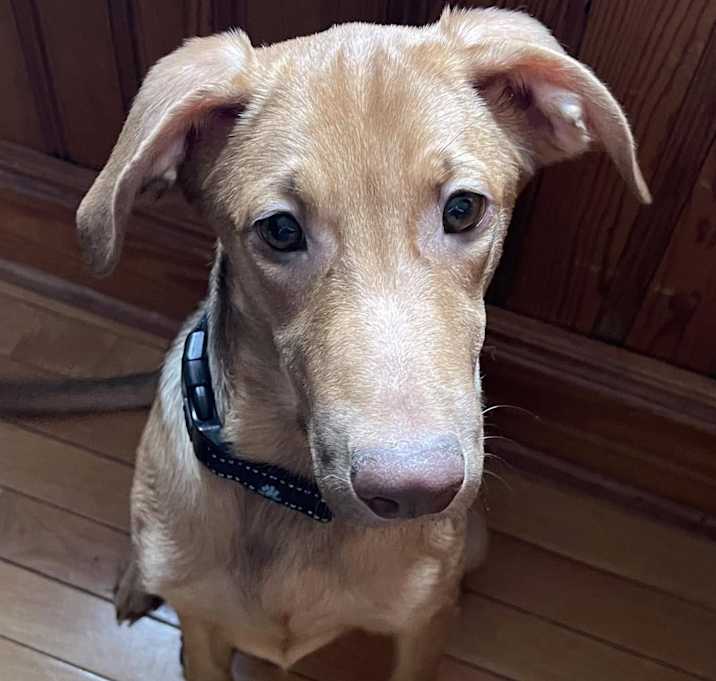 Photo of Angel (Pending Adoption)