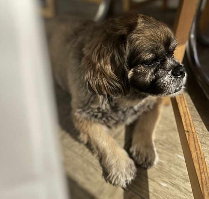 Photo of Gizmo