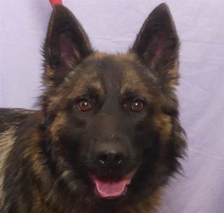 Photo of RANGER