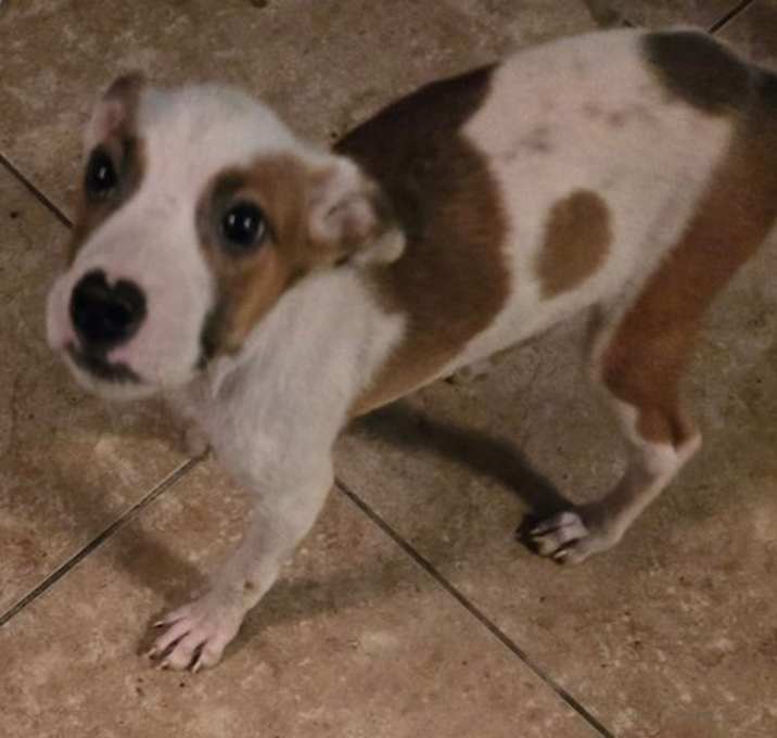 Photo of Milo
