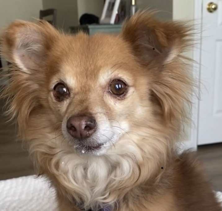 Photo of Fauxy
