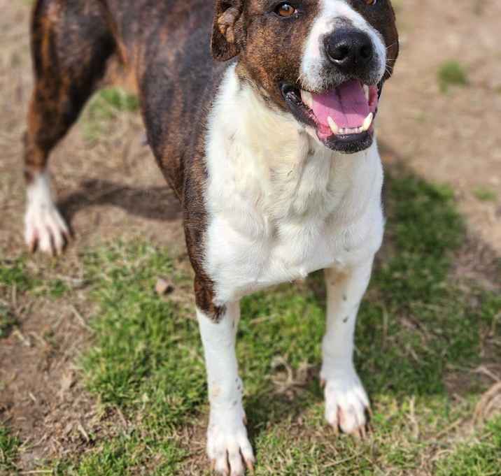 Photo of Shadowheart-Adoptable Awaiting S/N