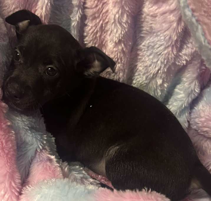 Photo of Donut