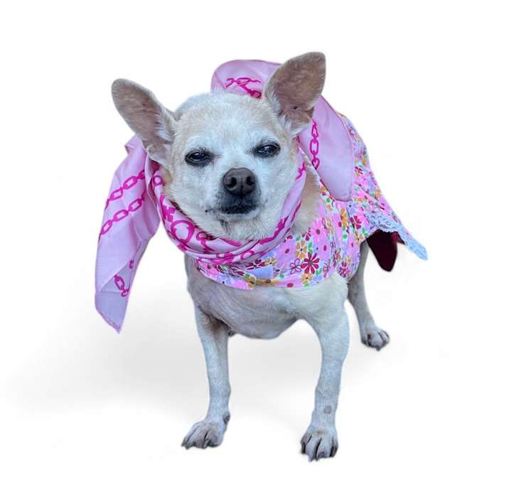Photo of Bella
