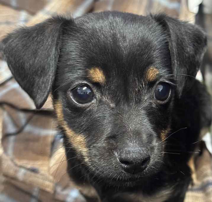 Photo of Blueberry