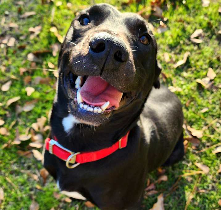Photo of Hank